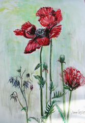 Mohn und Akelei