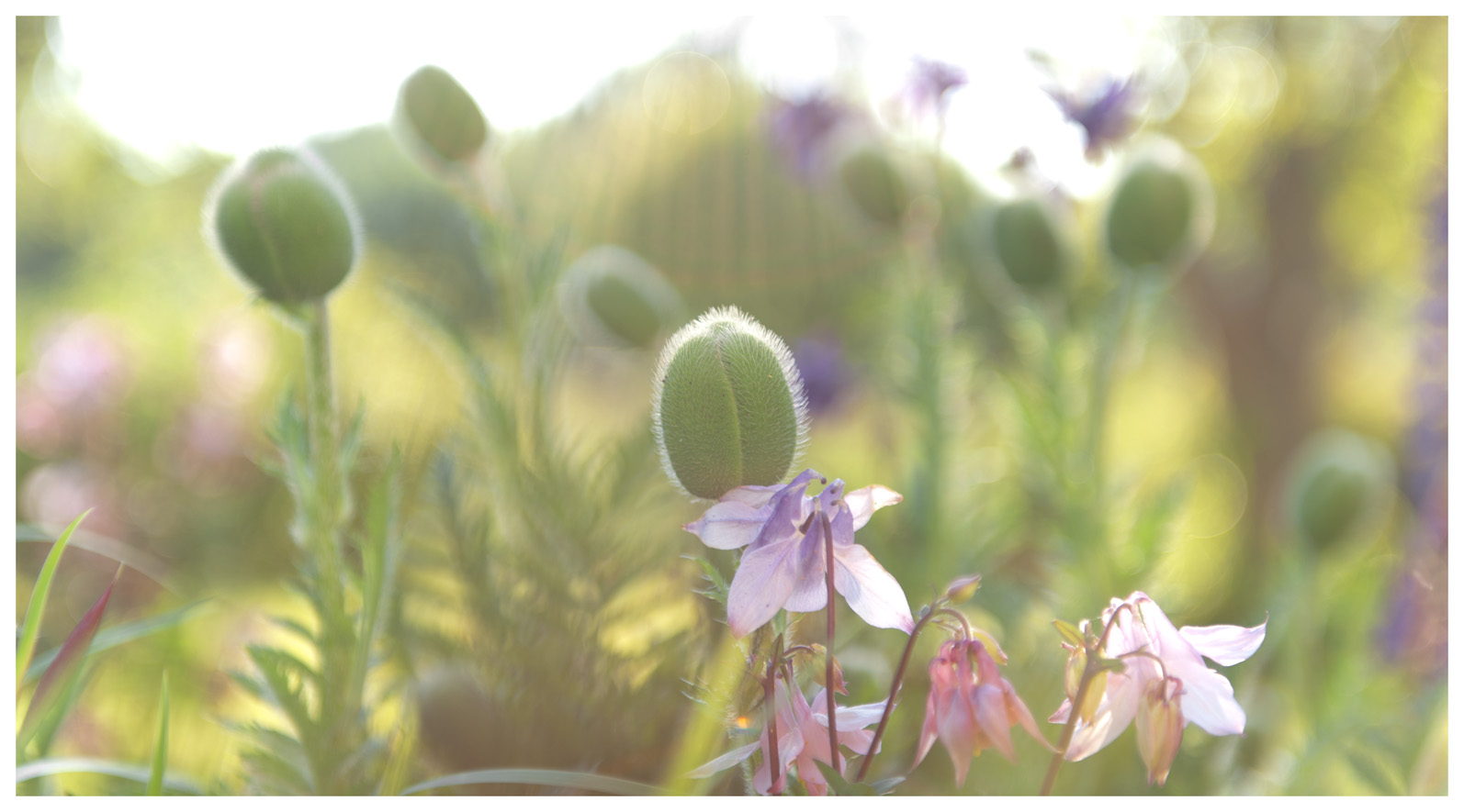 mohn und akelei