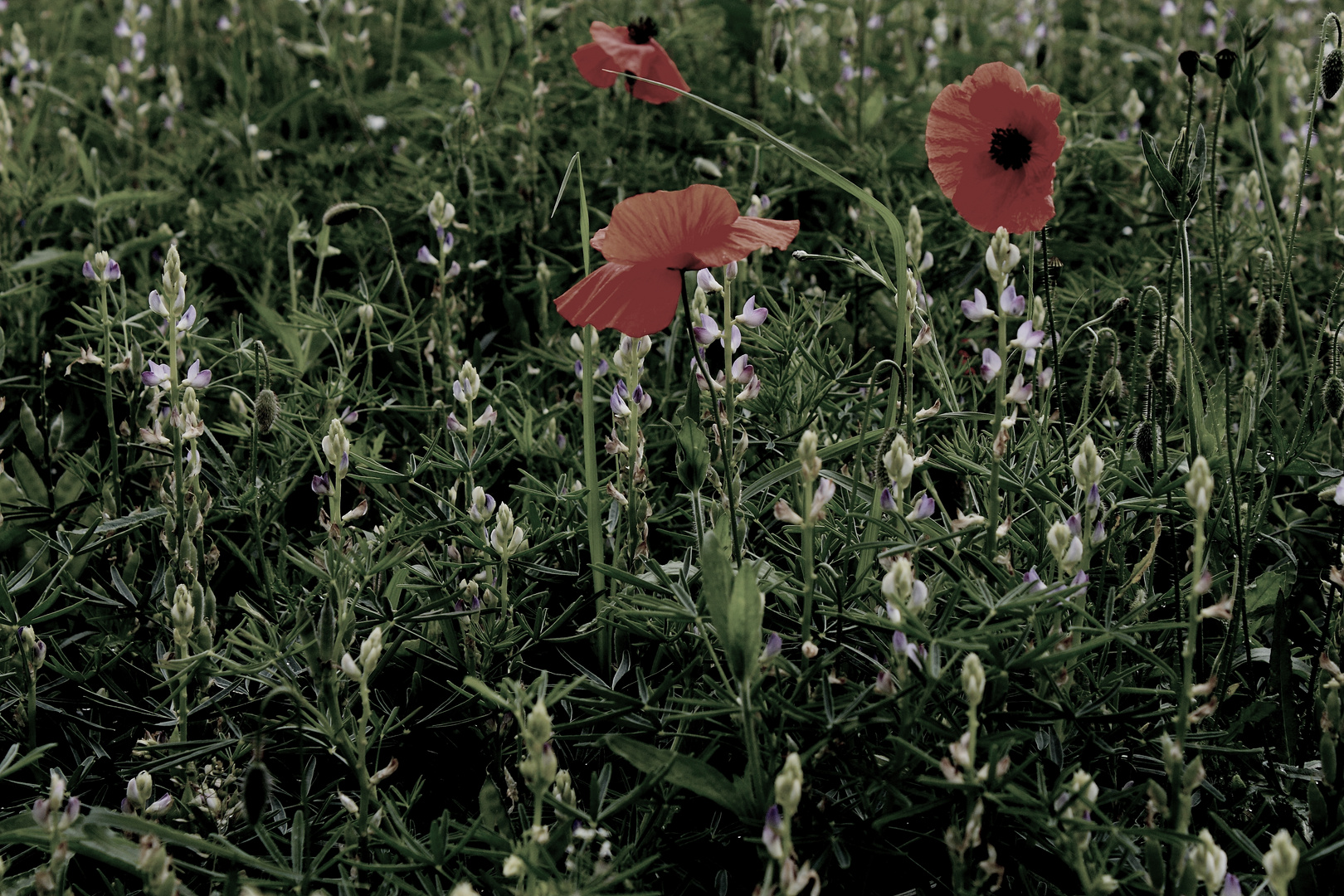 Mohn und andere...