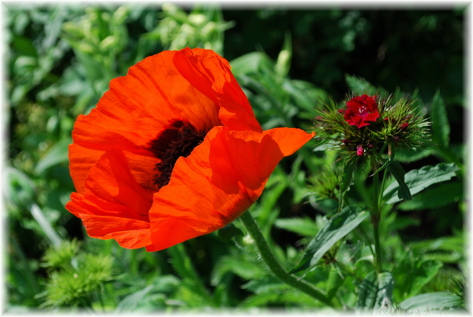 Mohn und Bartnelke