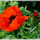 Mohn und Bartnelke