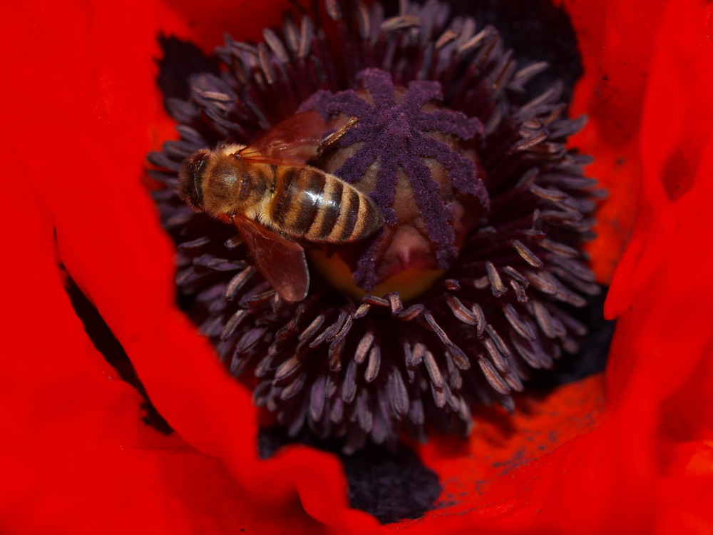 Mohn und Biene