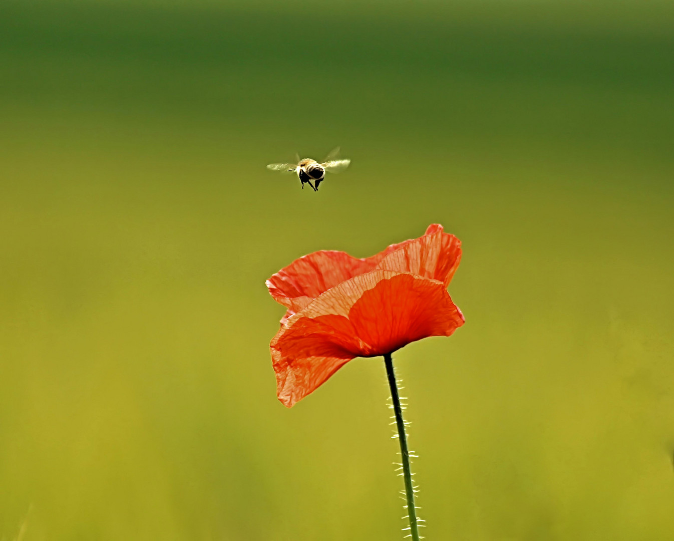 Mohn und Biene