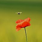 Mohn und Biene