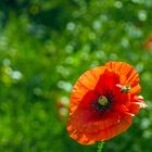 Mohn und Biene