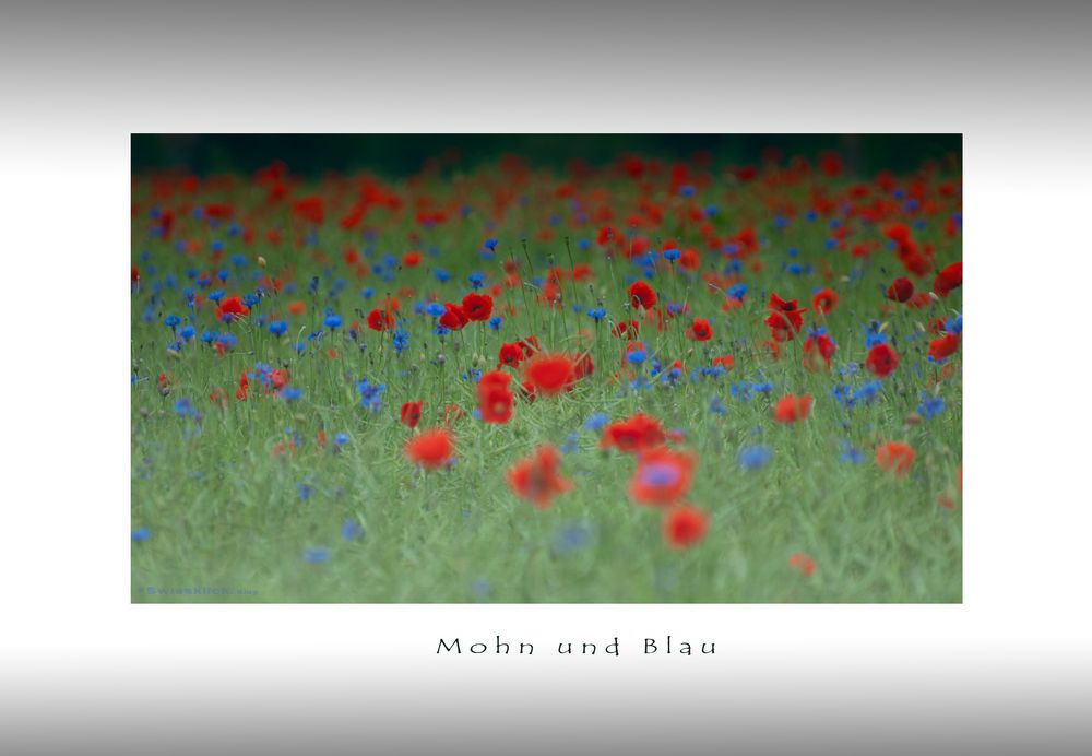 Mohn und Blau