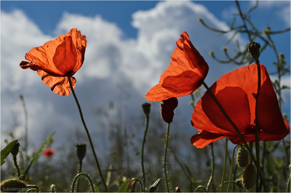 « Mohn und blau »