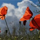 « Mohn und blau »