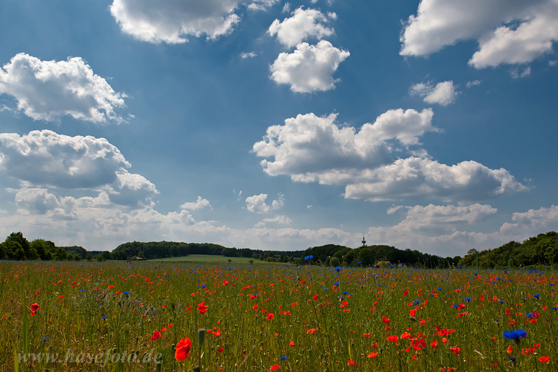 Mohn und...