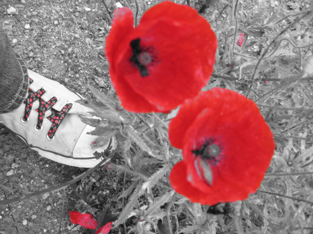 mohn und chucks :)