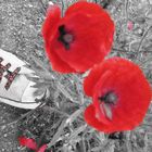 mohn und chucks :)