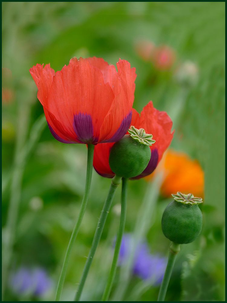  Mohn und co. 