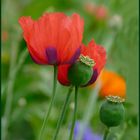  Mohn und co. 