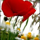 mohn und co.