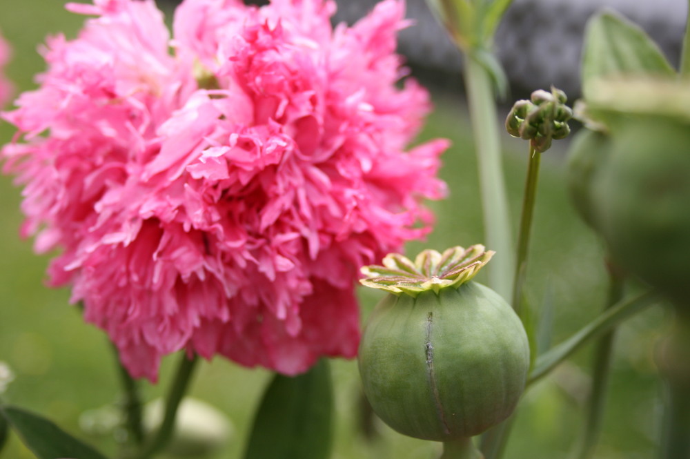 Mohn , und dann noch angeritzt