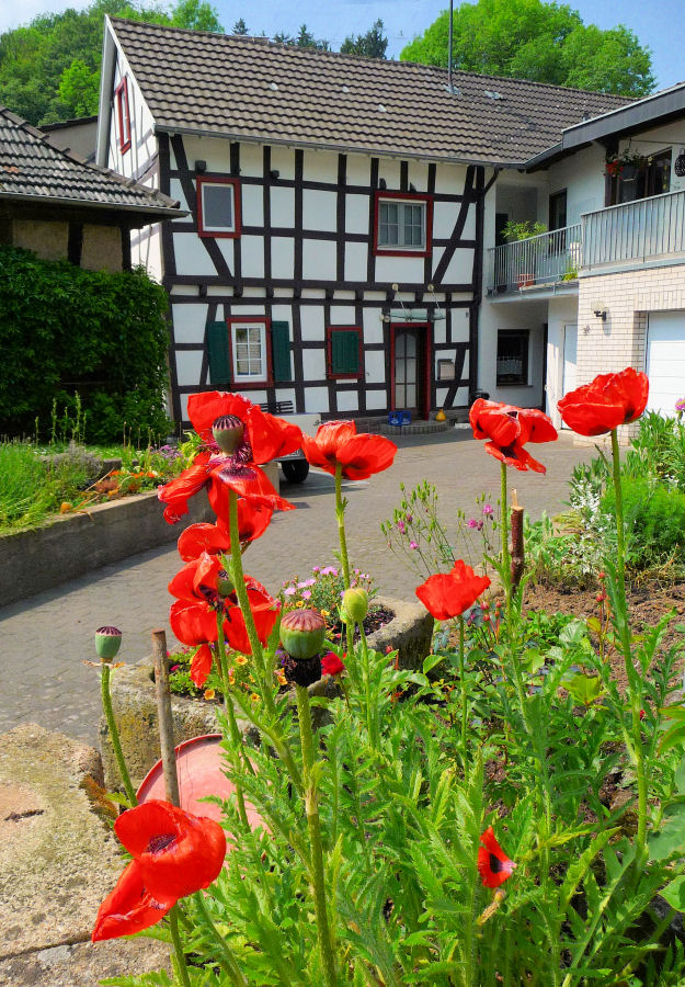 Mohn und Fachwerk