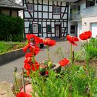 Mohn und Fachwerk