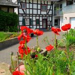 Mohn und Fachwerk