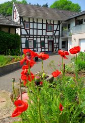 Mohn und Fachwerk