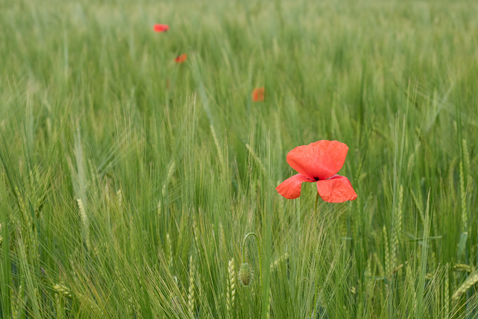 Mohn und Gerste