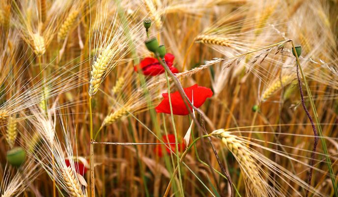 # Mohn und Gerste