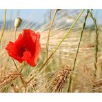 Mohn und Gerste