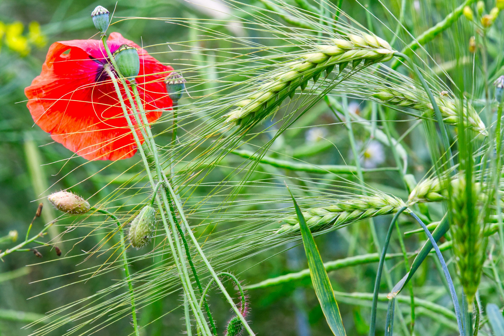 Mohn und Gerste