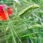 Mohn und Gerste