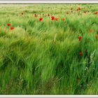 Mohn und Getreide