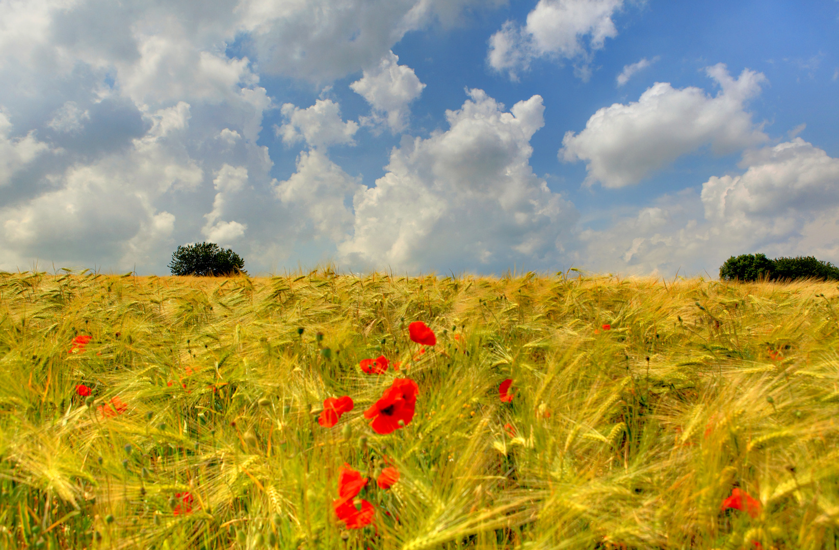 Mohn und Getreide