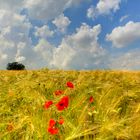 Mohn und Getreide