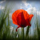 Mohn und Getreide...