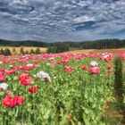 Mohn und Getreide