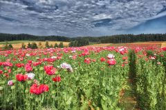 Mohn und Getreide