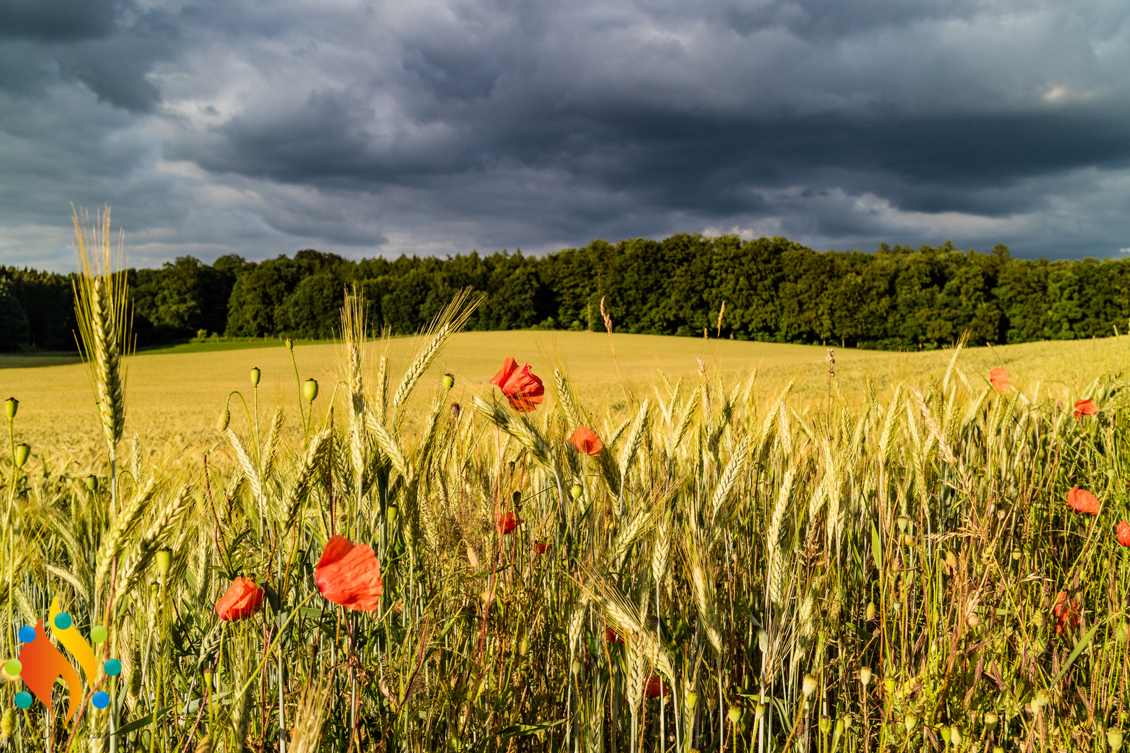 Mohn und Getreide