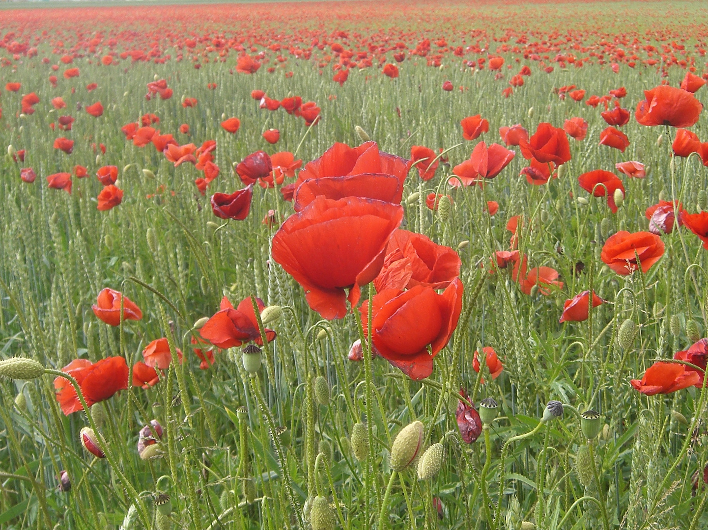 Mohn und Getreide