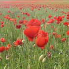 Mohn und Getreide