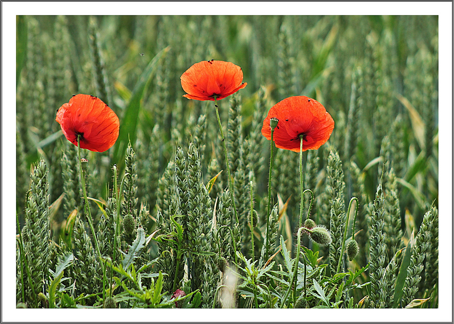 Mohn und Getreide