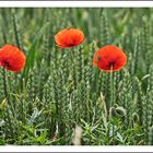 Mohn und Getreide