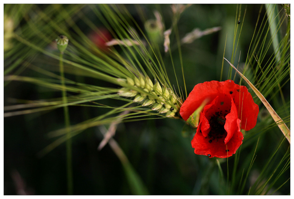 Mohn und Getreide