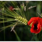 Mohn und Getreide