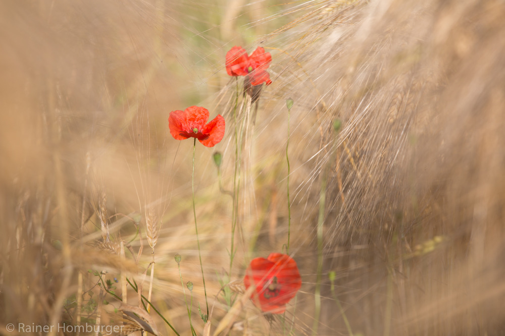 Mohn und Getreide