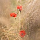 Mohn und Getreide