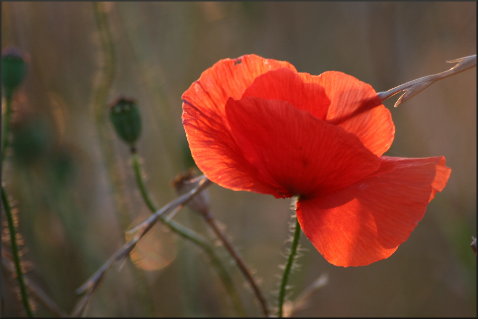 Mohn und Gras