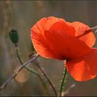 Mohn und Gras