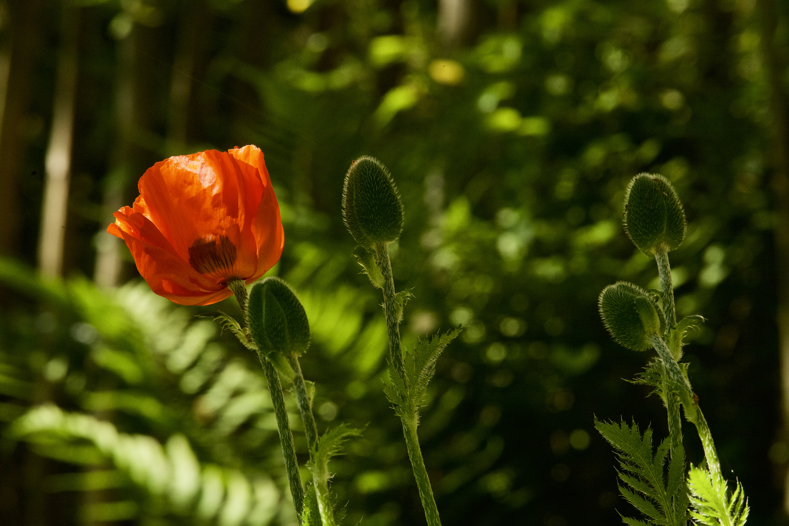 Mohn und Grün