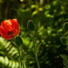 Mohn und Grün