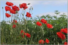 Mohn und Hanf