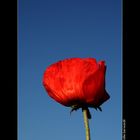 ~ Mohn und Himmel ~