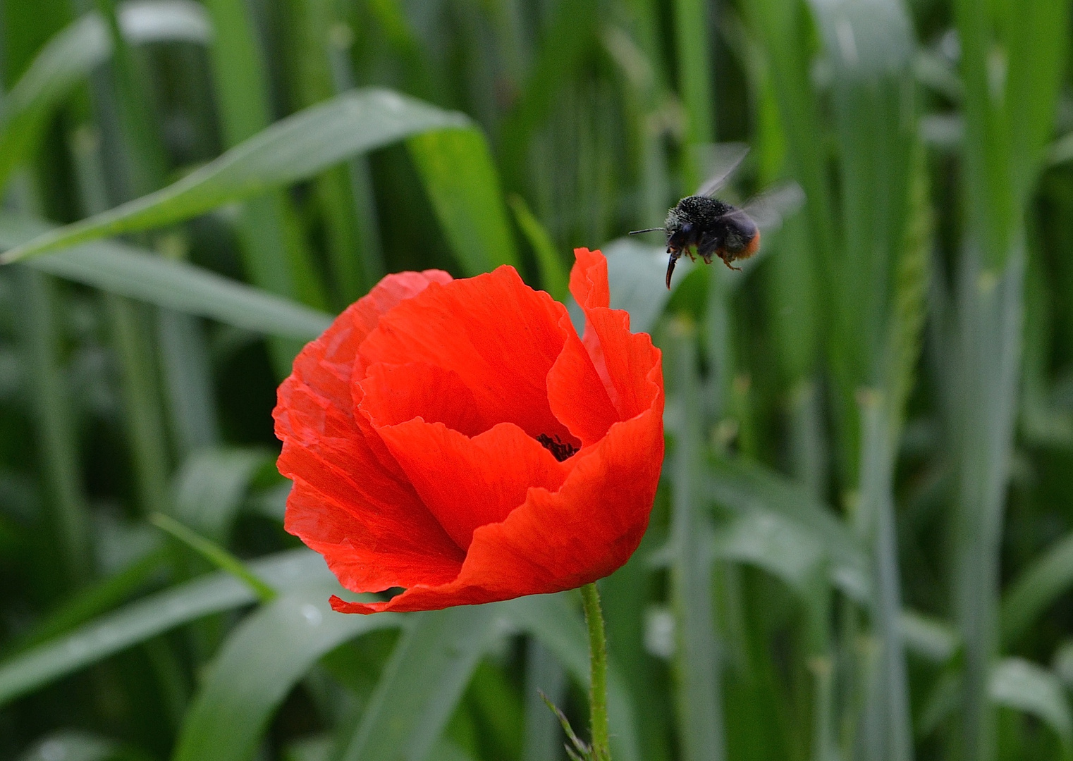 Mohn und Hummel